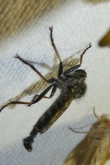 Neoitamus socius