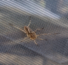 Odiellus troguloides