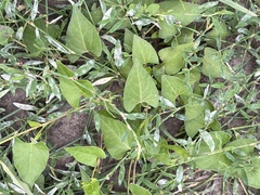 Fallopia convolvulus