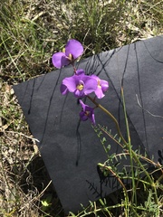 Swainsona procumbens
