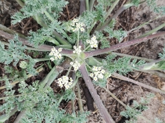 African carrot (Capnophyllum africanum)