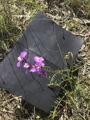 Swainsona procumbens