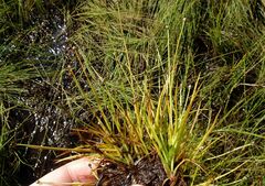 Eriocaulon chinorossicum