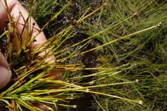 Eriocaulon chinorossicum