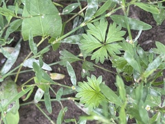 Potentilla intermedia