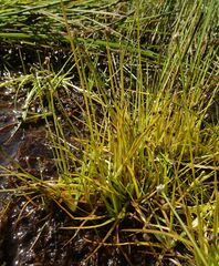 Eriocaulon chinorossicum