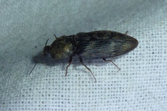 Prosternon tessellatum