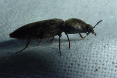 Prosternon tessellatum