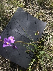 Swainsona procumbens