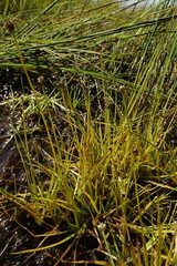 Eriocaulon chinorossicum