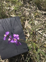 Swainsona procumbens