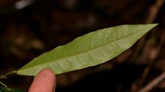 Carronia multisepalea