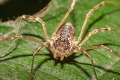 Oligolophus tridens