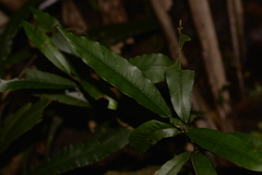 Carronia multisepalea