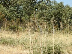 Quercus rotundifolia