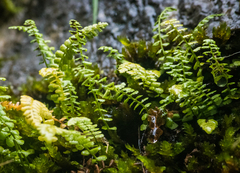 Asplenium viride