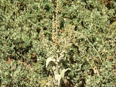 Quercus rotundifolia