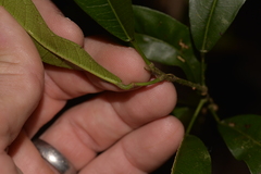 Carronia multisepalea