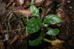 Solanum serpens