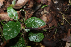 Solanum serpens