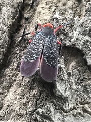 Kalidasa lanata