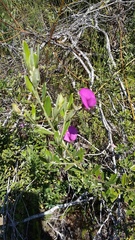 Podalyria buxifolia