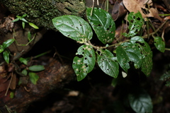 Solanum serpens
