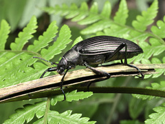 Andocamaria formosana