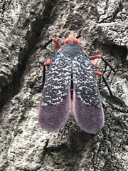 Kalidasa lanata