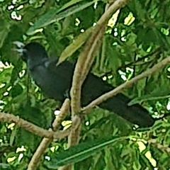 Corvus macrorhynchos levaillantii