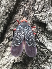 Kalidasa lanata