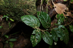Solanum serpens