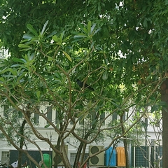 Corvus macrorhynchos levaillantii