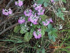 Primula malacoides
