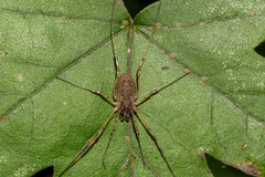 Oligolophus tridens