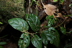 Solanum serpens