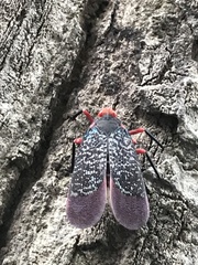 Kalidasa lanata