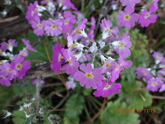 Primula malacoides