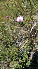 Podalyria buxifolia