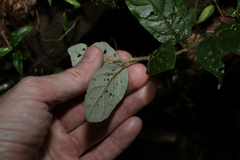 Solanum serpens