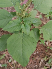 Amaranthus viridis