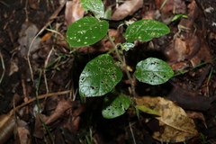 Solanum serpens