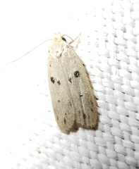 Scythropiodes issikii