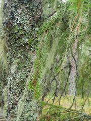 Usnea longissima