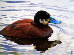 Andean Duck photo 2