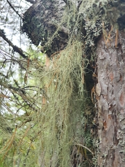 Usnea longissima
