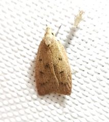 Machimia tentoriferella