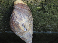 Lissachatina