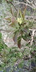 Sambucus nigra