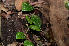 Solanum serpens